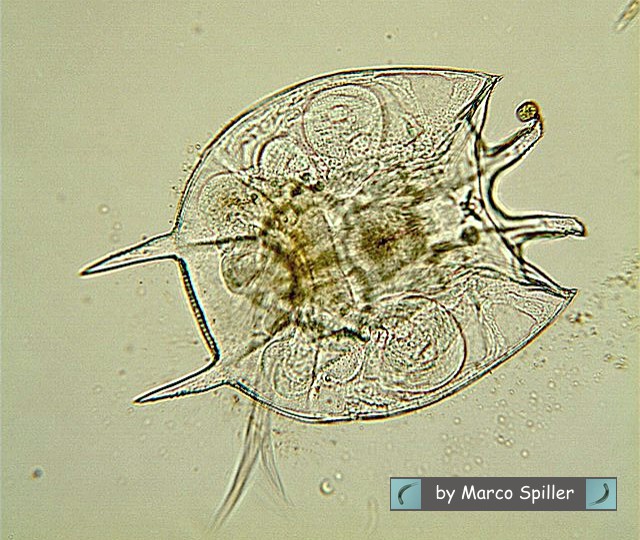 Platyias quadricornis: un brachionide fortunato in amore